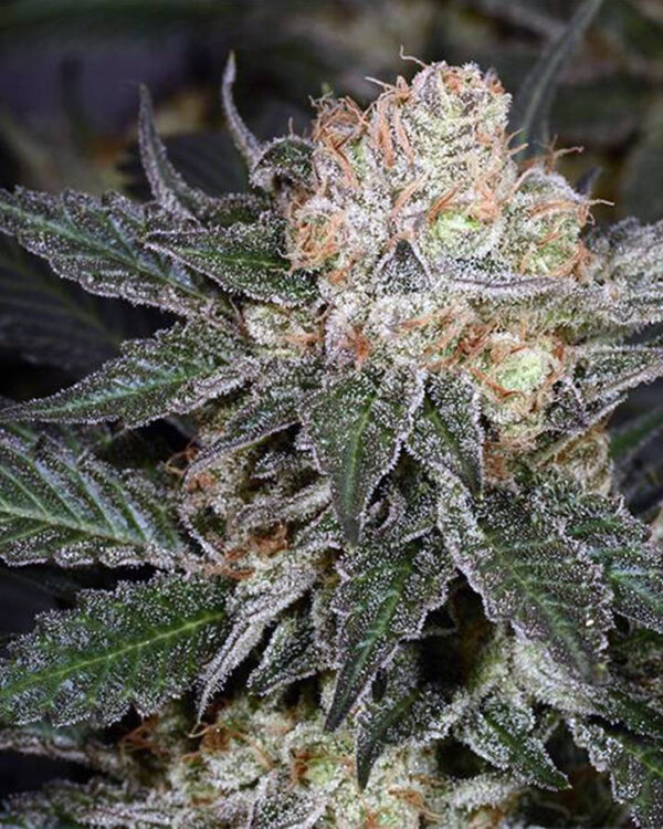 Bubblegum Feminized Seeds