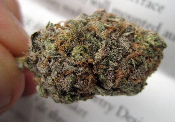 Bubblegum Feminized Seeds - Image 2