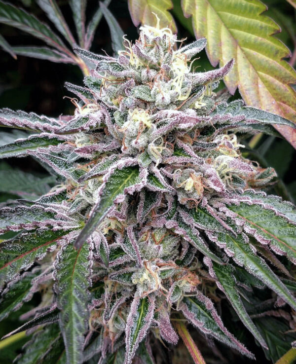 alien gorilla glue