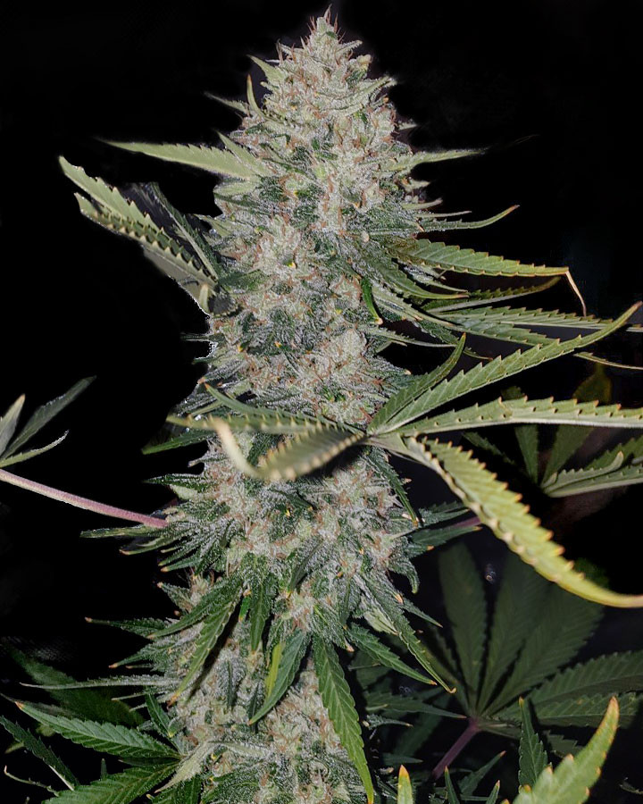 Girl Scout Cookies